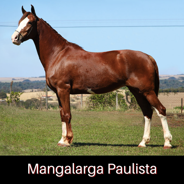 Cavalo Mangalarga Paulista Características e Anúncios Buyhorses
