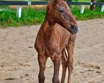 Cavalos de Salto: de A a Z – Cavalo de Salto Argentina