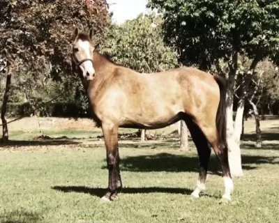 Cavalos de Salto: de A a Z – Cavalo de Salto Argentina