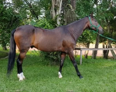 Cavalos de Salto: de A a Z – Cavalo de Salto Argentina