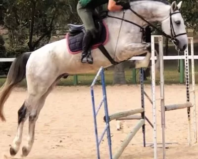 Cavalos de Salto: de A a Z – Cavalo de Salto Argentina