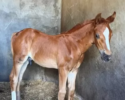 Cavalos de Salto: de A a Z – Cavalo de Salto Argentina