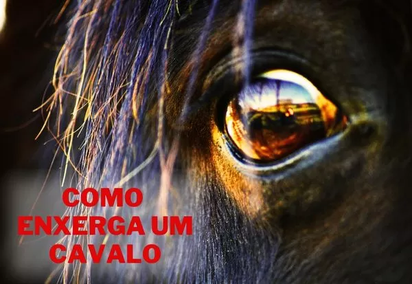 Visão Do Cavalo — Como Eles Enxergam?