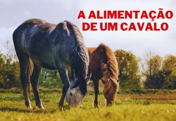 O maior salto da minha vida - com o Cavalo Thunder 