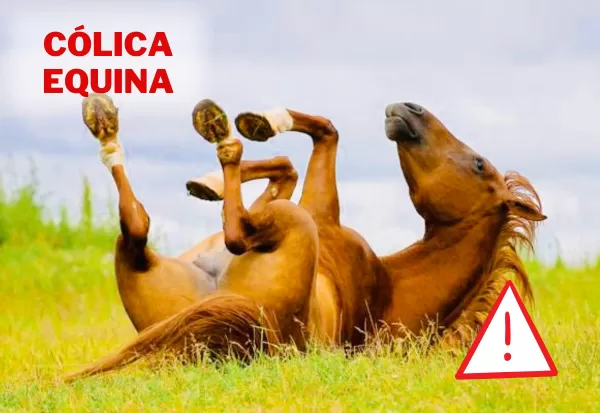 Cólica equina: conheça os tipos mais comuns e diagnóstico