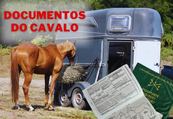 Saiba o que é necessário para ter um cavalo como animal de