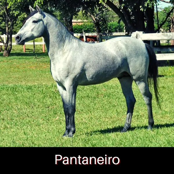 Cavalo Pantaneiro se destaca por ter aptidões - SBA1