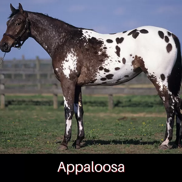 Quer um Appaloosa? Saiba um pouco sobre essa raça de cavalo então